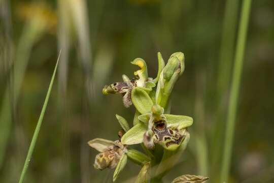 Image of Ophrys scolopax subsp. rhodia (H. Baumann & Künkele) H. A. Pedersen & Faurh.