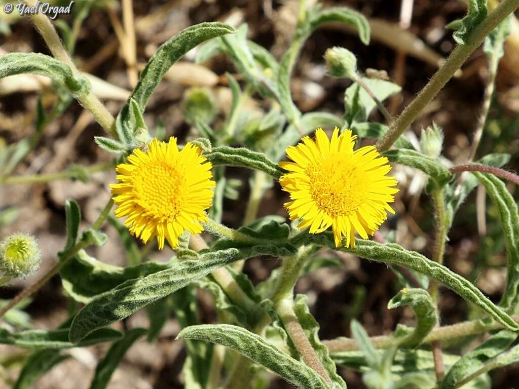 Image of ladies' false fleabane