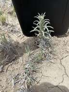 Image of sanddune cryptantha