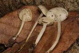 Слика од Hemimycena cucullata (Pers.) Singer 1961