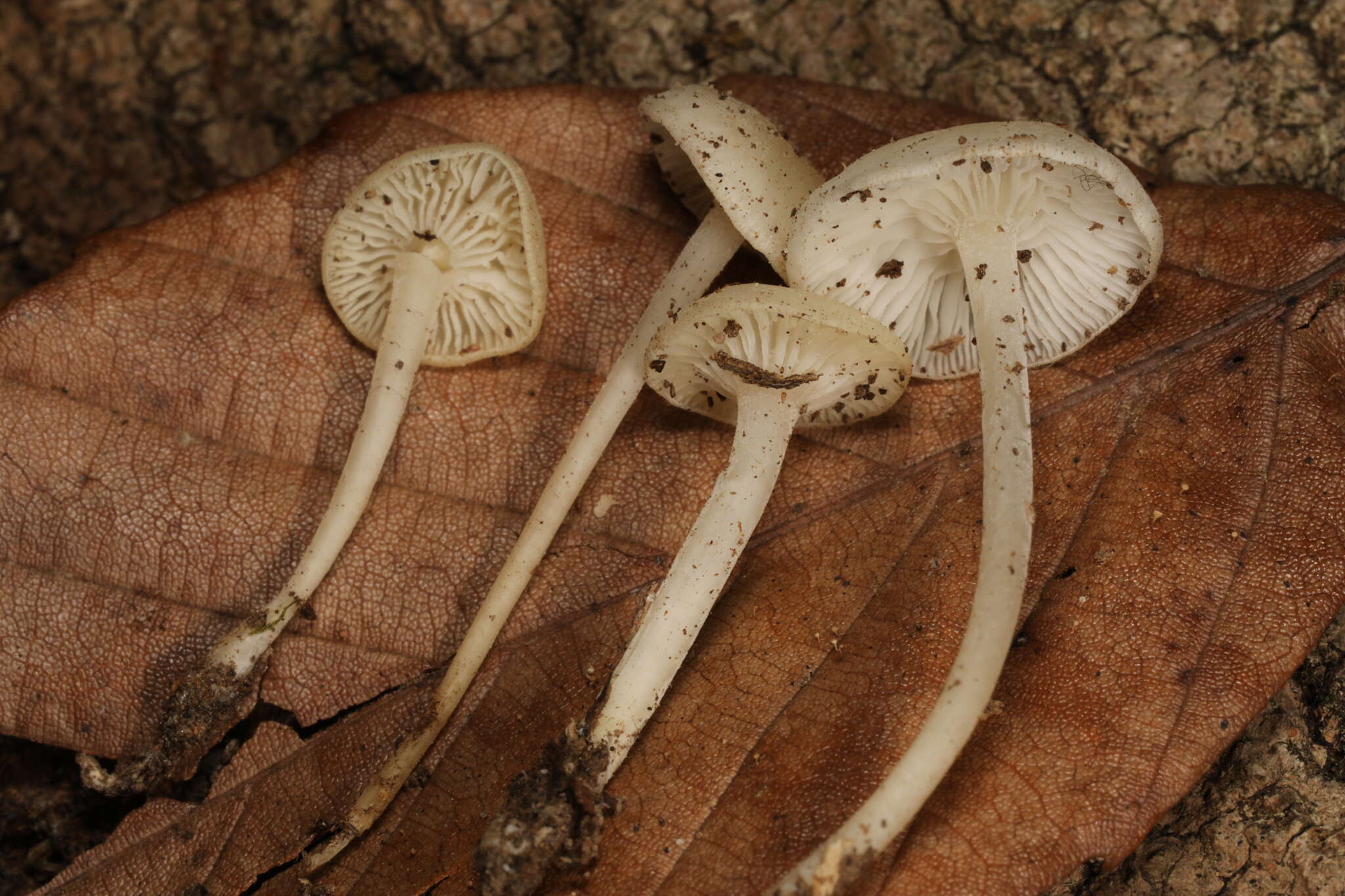 Слика од Hemimycena cucullata (Pers.) Singer 1961