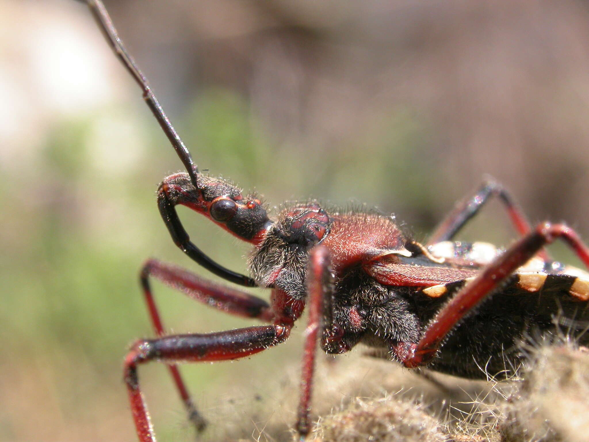 Image of Rhynocoris erythropus (Linnaeus 1767)