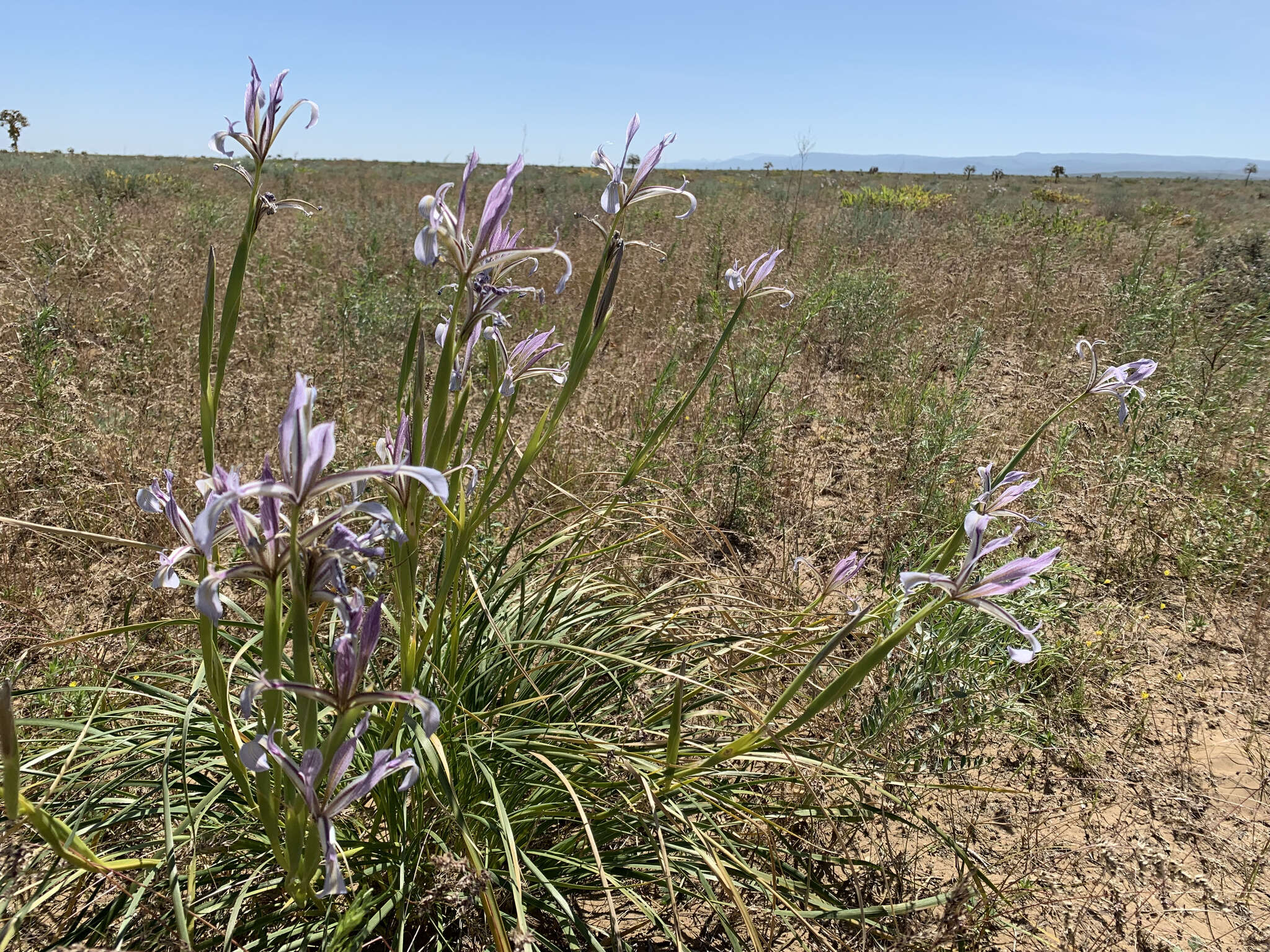 Image of Iris songarica Schrenk