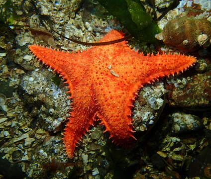 Image of Arctic cushion star