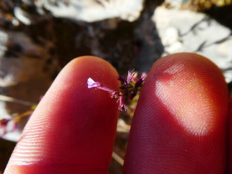 Plancia ëd Micromeria microphylla (d'Urv.) Benth.