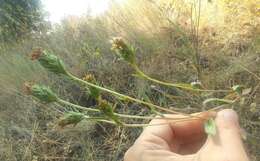 Image of Palouse goldenweed