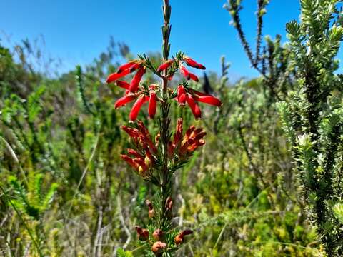 Image of Erica chloroloma Lindl.