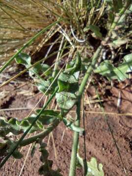 Image of Nicotiana paa R. Martinez-Crovetto