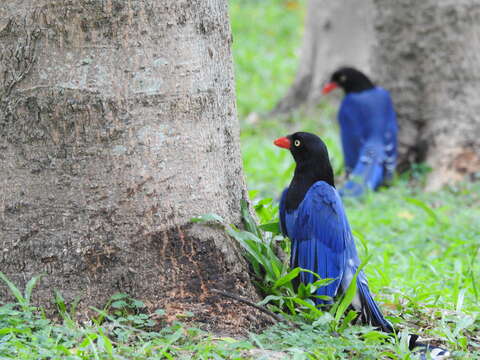 صورة Urocissa caerulea Gould 1863