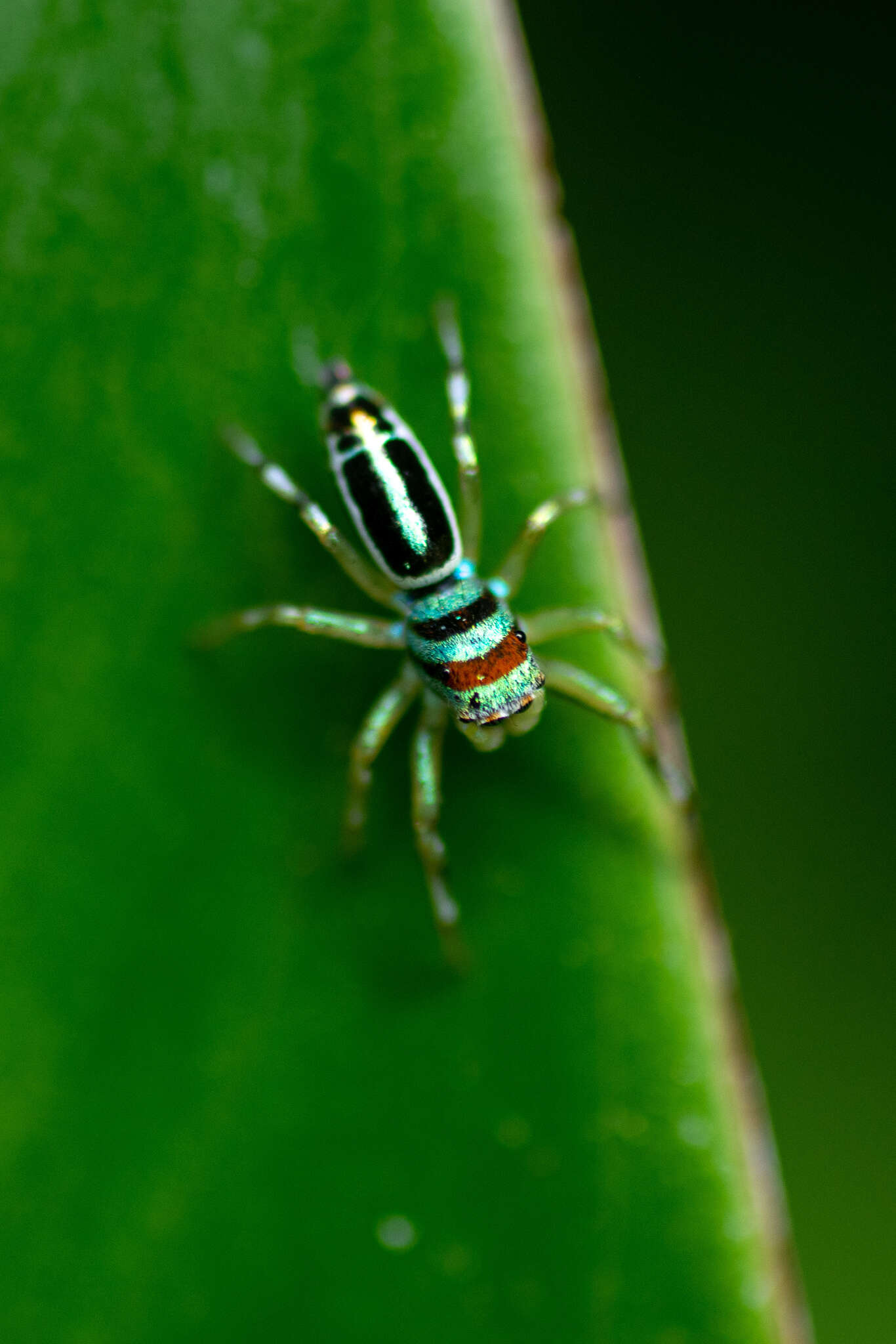 Image of Blue-banded Jumping Spider