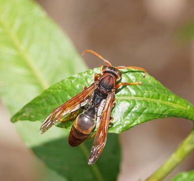 Image of Polistes erythrinus Holmgren 1868