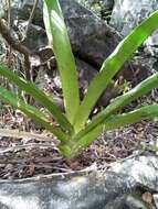 Image of Angraecum longicalcar (Bosser) Senghas