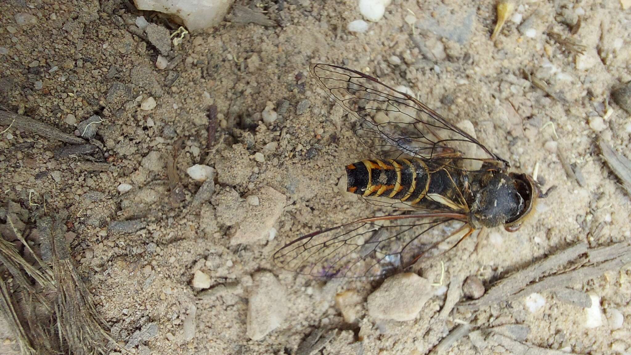 Image de Yoyetta abdominalis (Distant 1892)