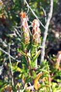 Image of Pteronia hutchinsoniana Compton