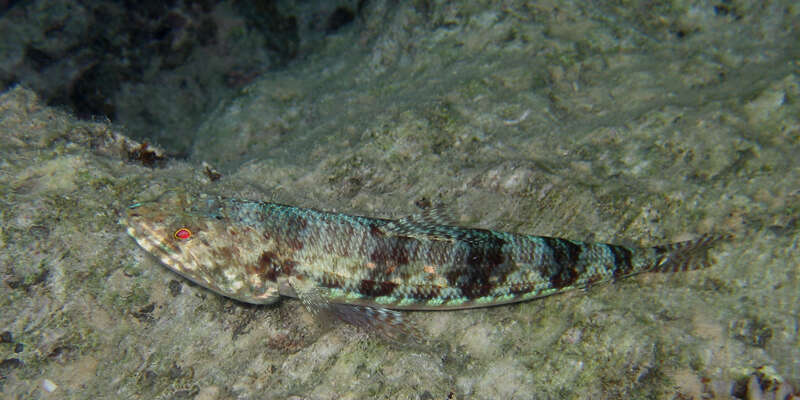 Image of Gracile lizardfish