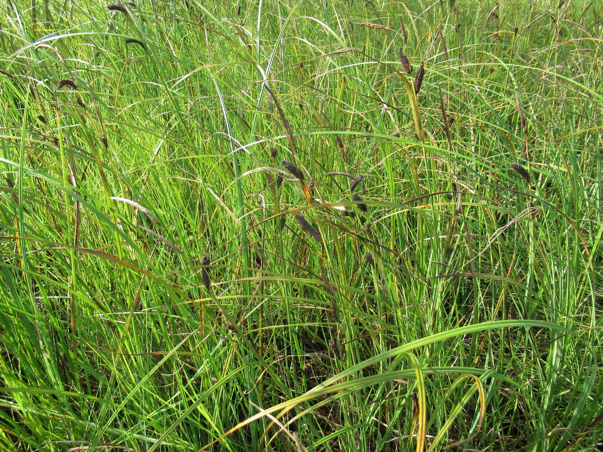 Sivun Carex pamirensis subsp. dichroa Malyschev kuva