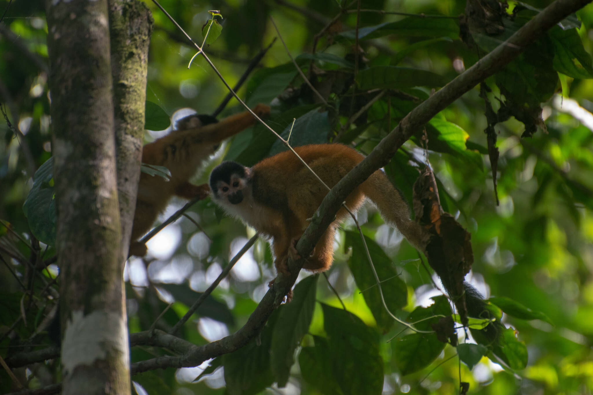 Image of Black-crowned Central American Squirrel Monkey