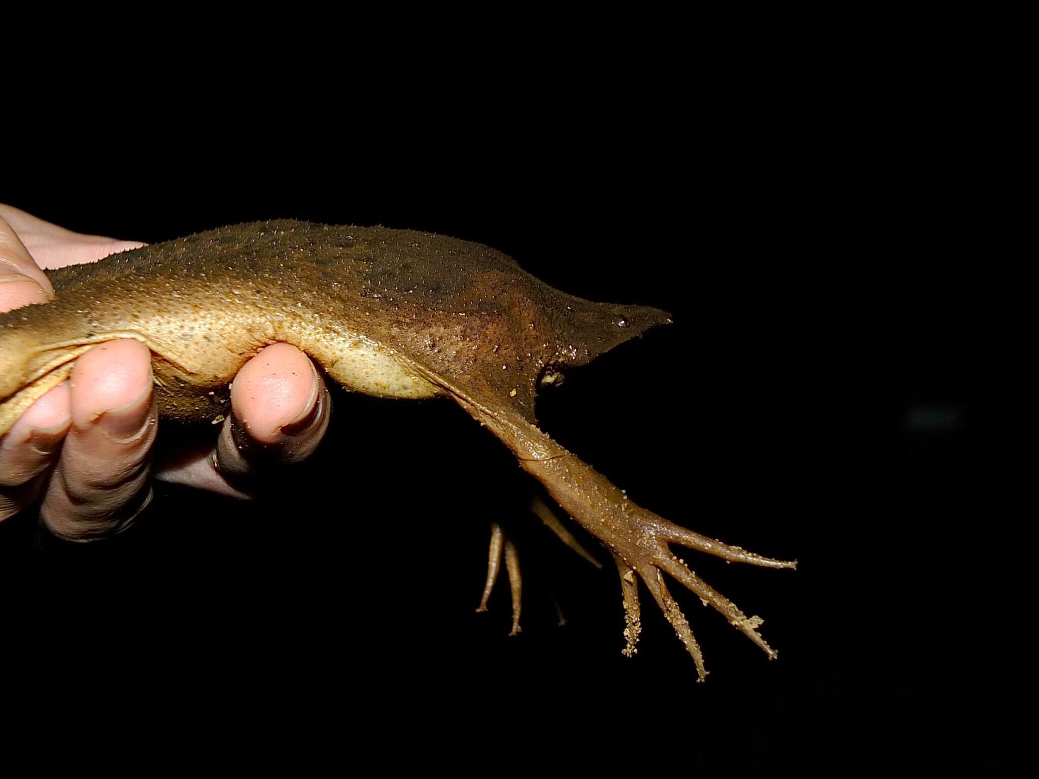 Image of Surinam toad