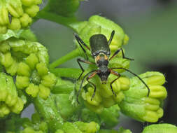 Imagem de Grammoptera ruficornis (Fabricius 1781)