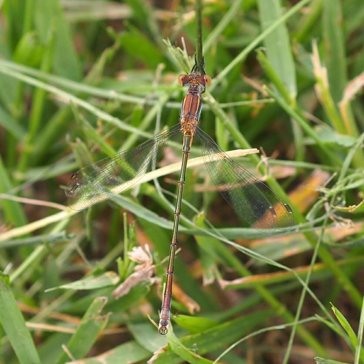 صورة Lestes unguiculatus Hagen 1861