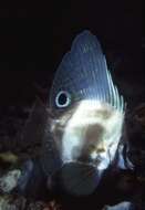 Image of Hutchin&#39;s boarfish