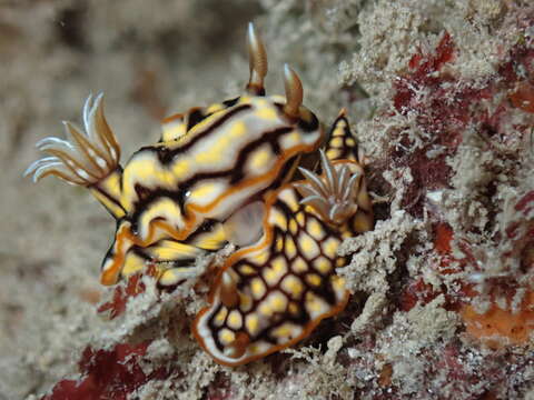 Image of Orange edge khaki slug