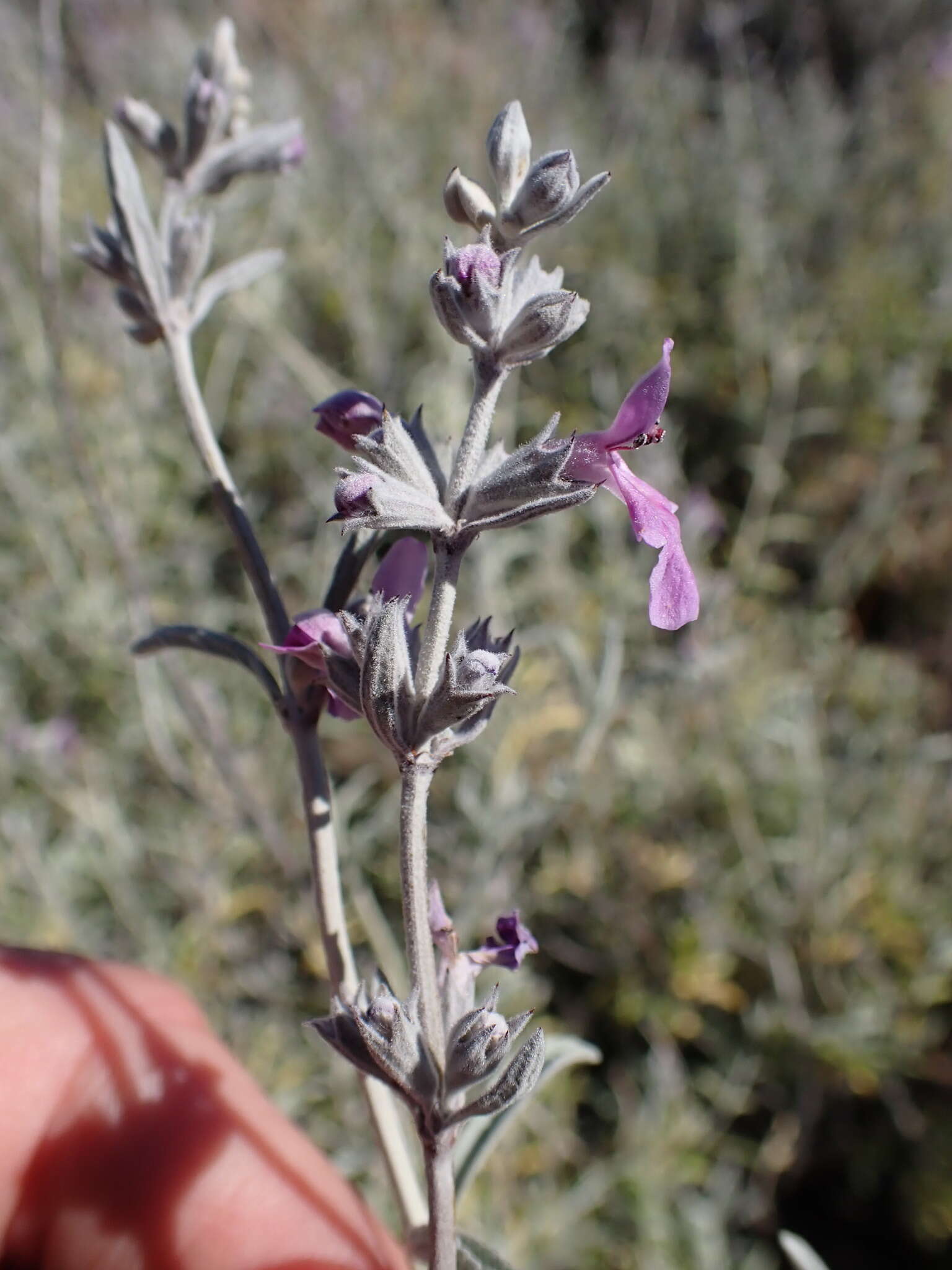 Imagem de Stachys rugosa Aiton