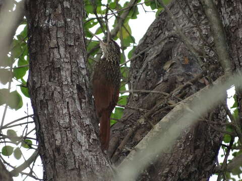 Image of Ivory-billed Woodcreeper