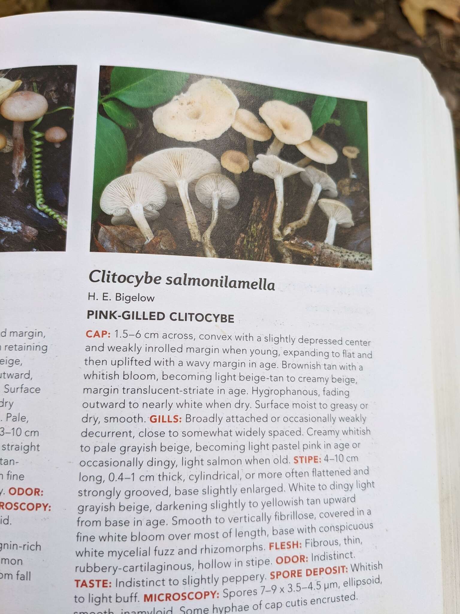 Clitocybe salmonilamella H. E. Bigelow 1976 resmi