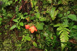 Image of Begonia pectennervia L. B. Sm. & Wassh.