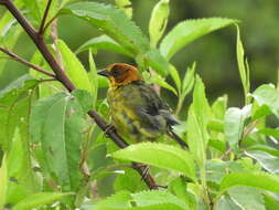 Image of Fulvous-headed Brush Finch