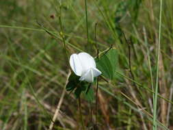 Image of Sprawling Hoary-Pea