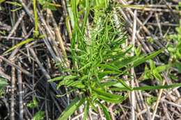Image of Button Snakewort