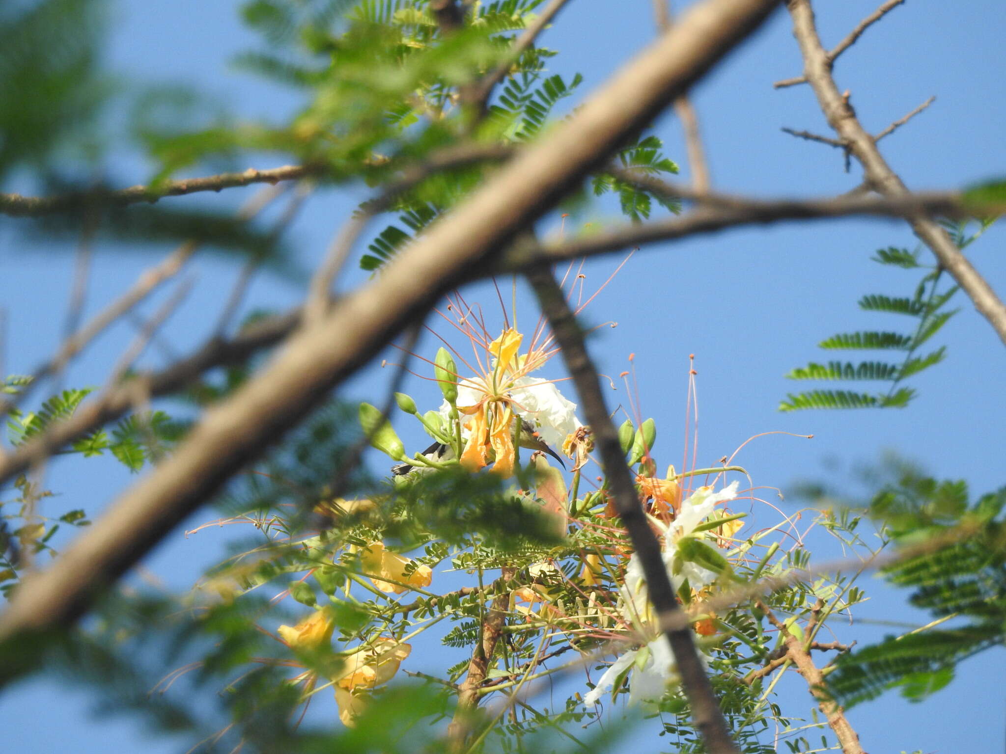 Image of Creamy Peacock Flower