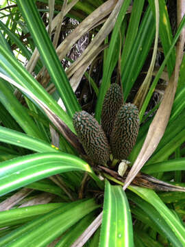 Image of Freycinetia banksii A. Cunn.