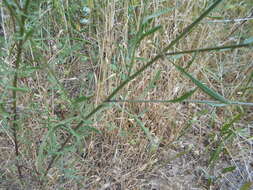 Слика од Centaurea arrigonii Greuter