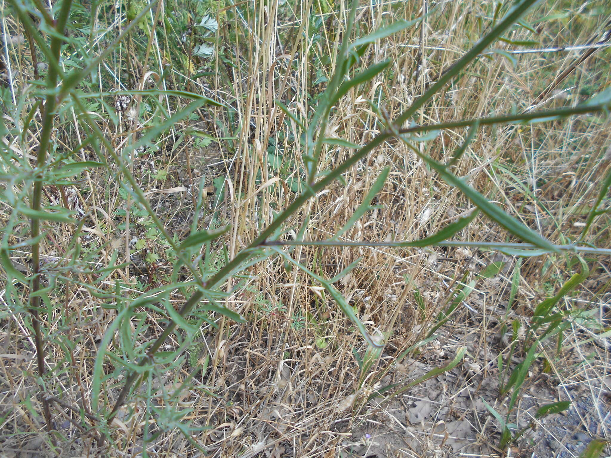 Слика од Centaurea arrigonii Greuter