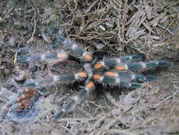 Image of Mexican flameknee tarantula