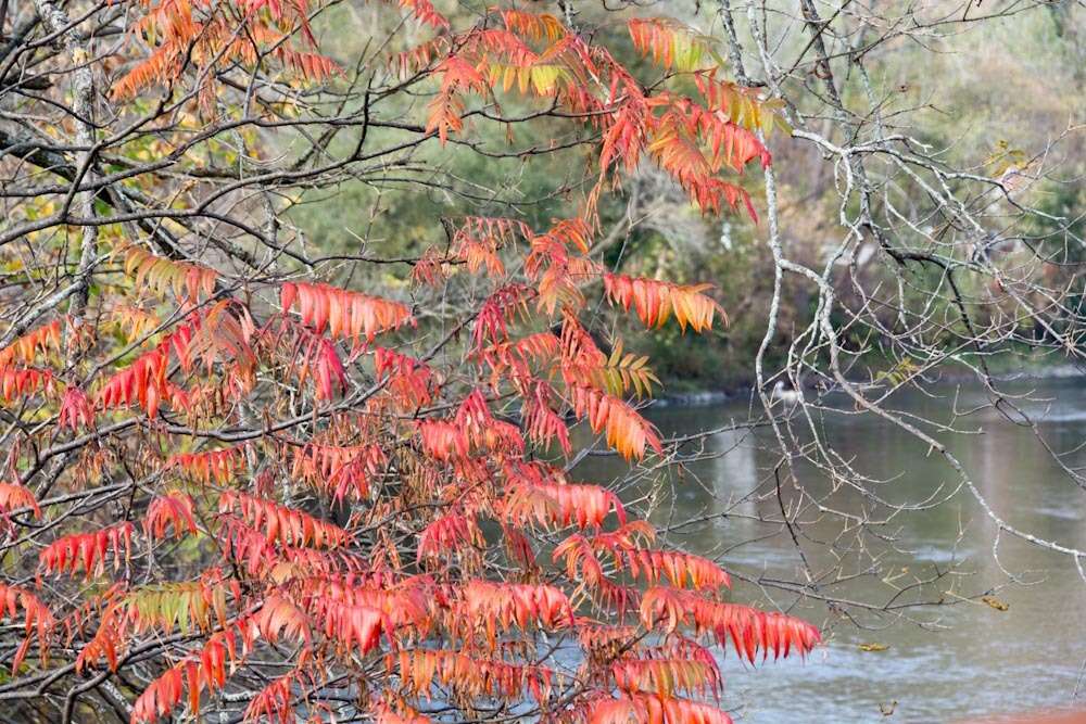 Image de Sumac vinaigrier