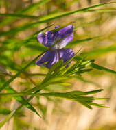 Image of prairie violet