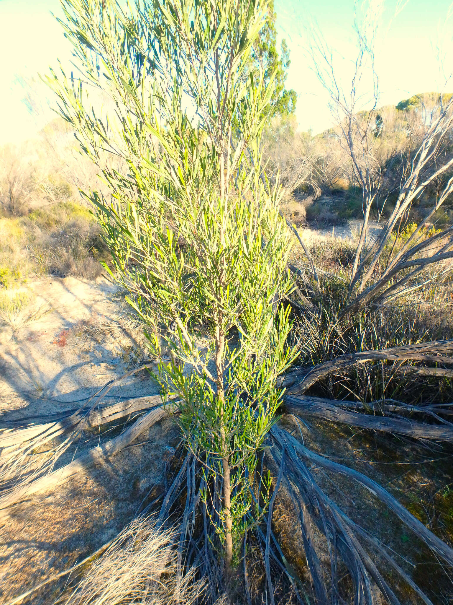 Слика од Dodonaea viscosa subsp. angustissima (DC.) J. West