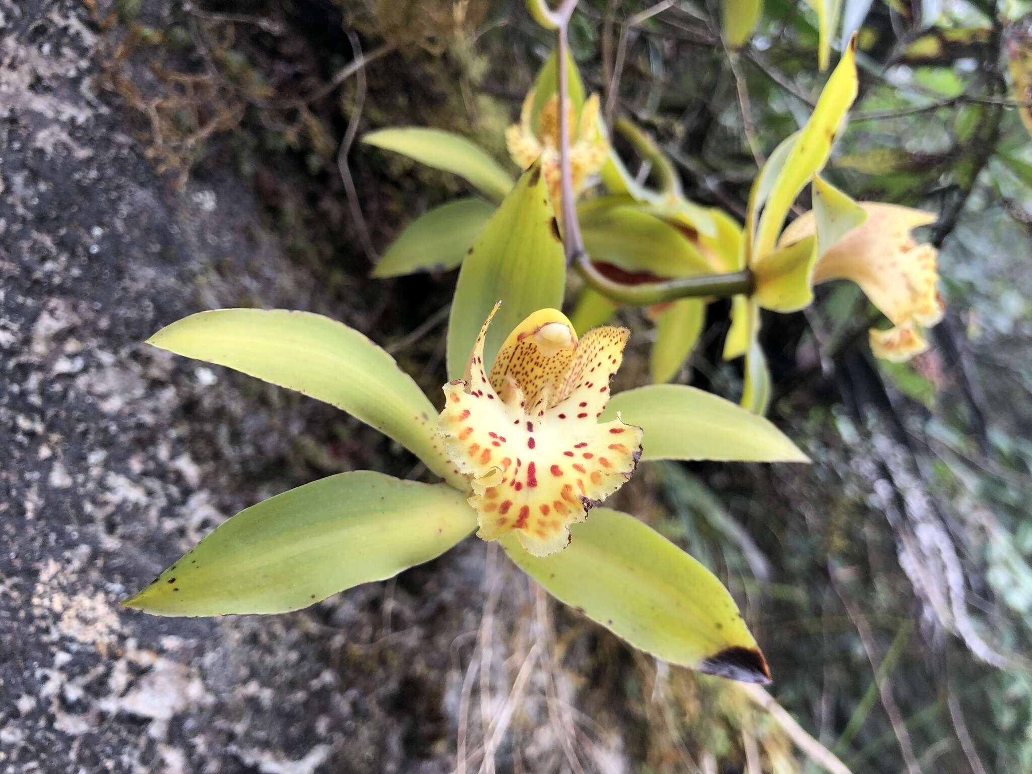 Image of Cymbidium hookerianum Rchb. fil.