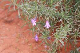 Imagem de Eremophila gilesii F Muell.