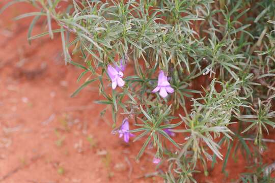 Imagem de Eremophila gilesii F Muell.