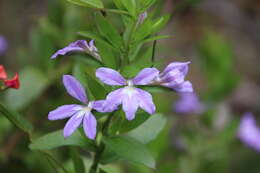 Слика од Scaevola platyphylla Lindl.