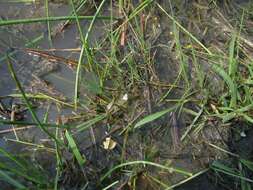 Image of Utricularia raynalii P. Taylor