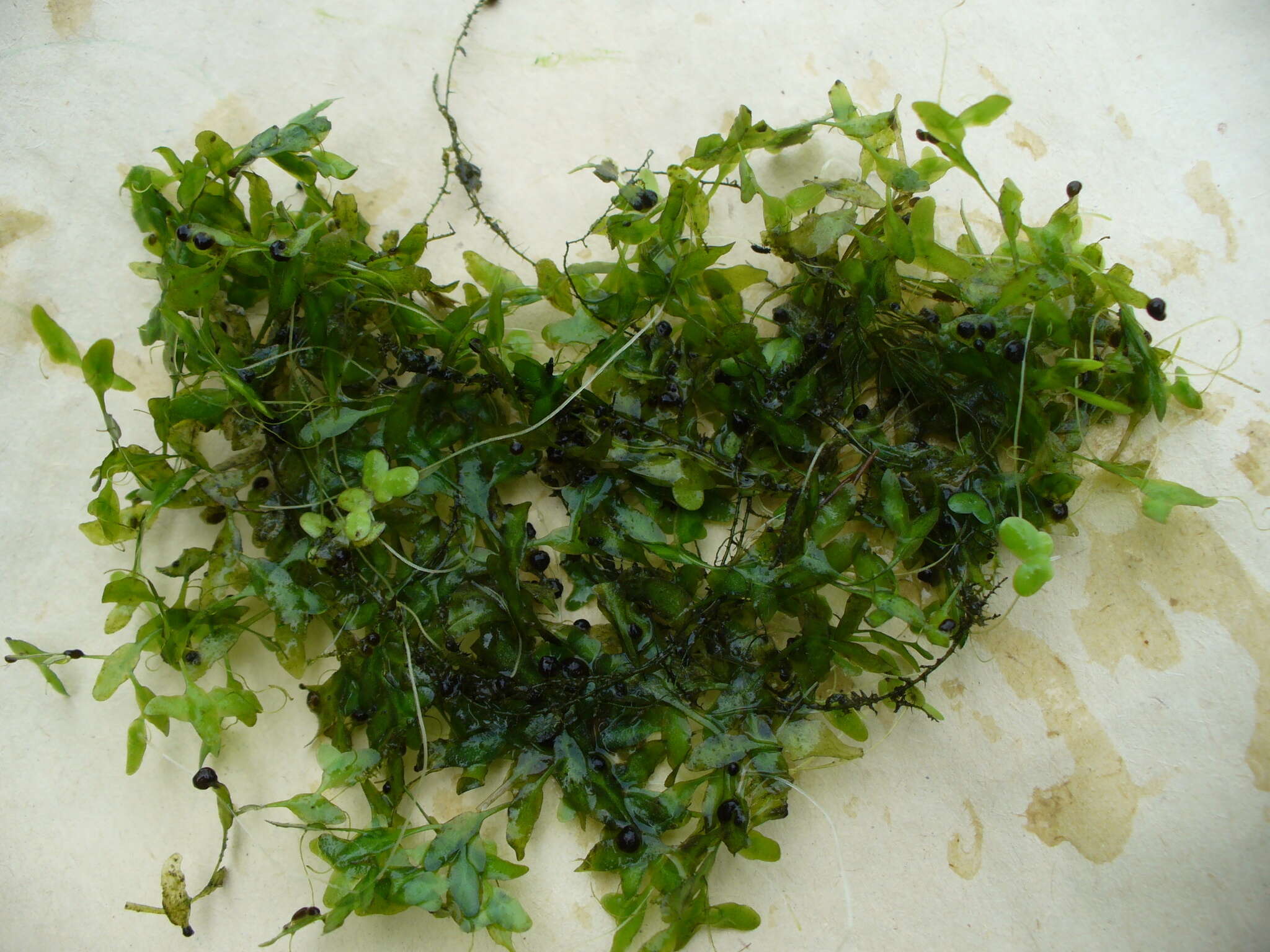 Image of Duckweed