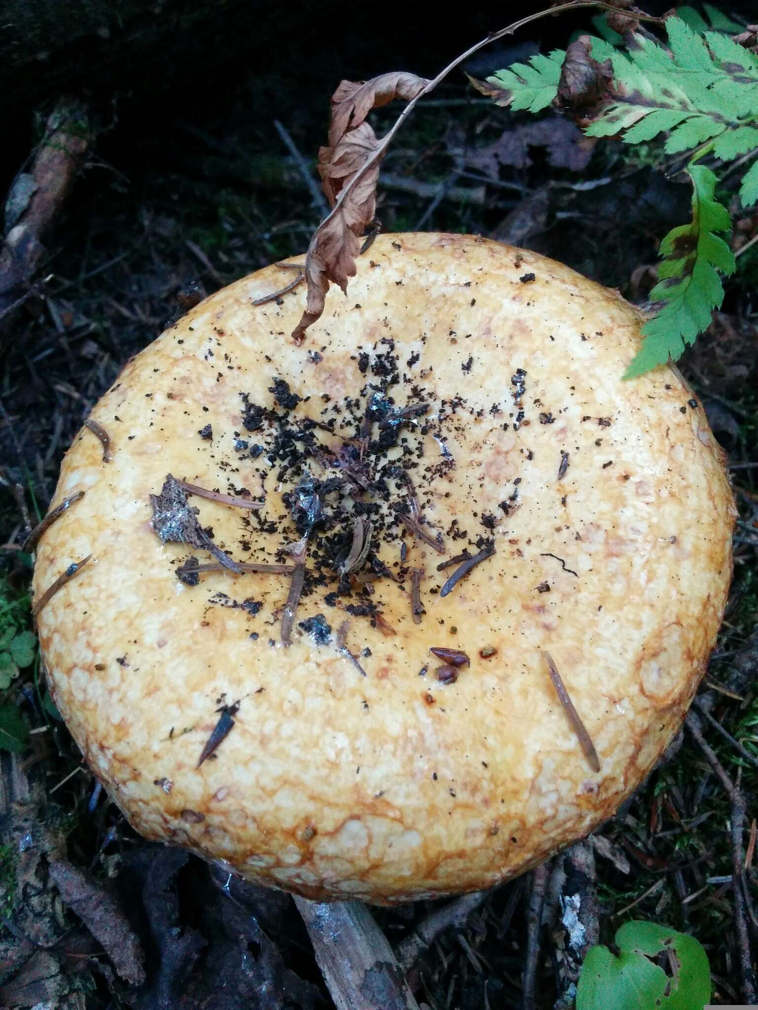 Image of Lactarius repraesentaneus Britzelm. 1885