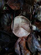 Image of Tricholoma aurantio-olivaceum A. H. Sm. 1944