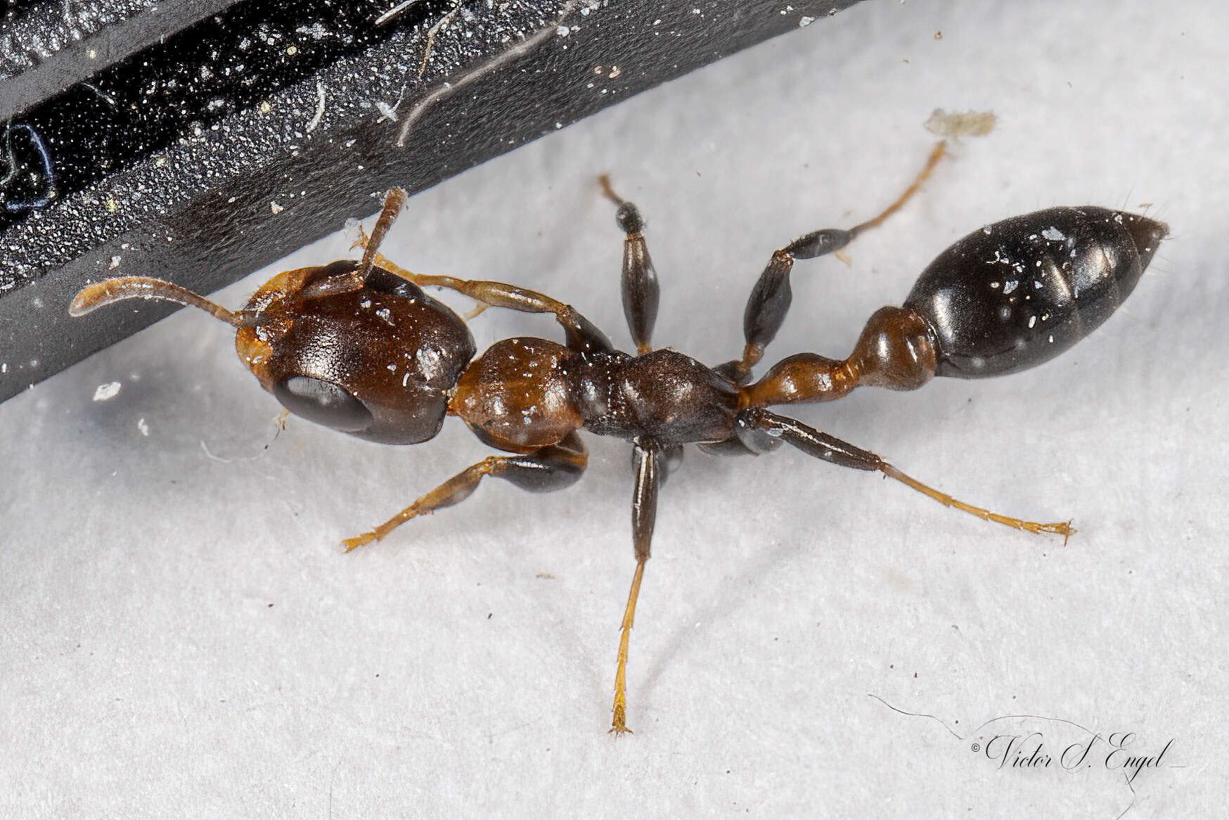 Image of Pseudomyrmex ejectus (Smith 1858)